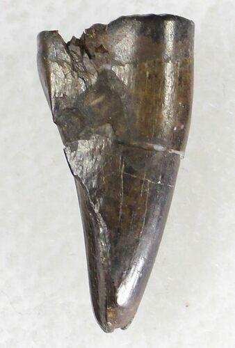 Tyrannosaur Premax Tooth (Aublysodon) - Montana #21375